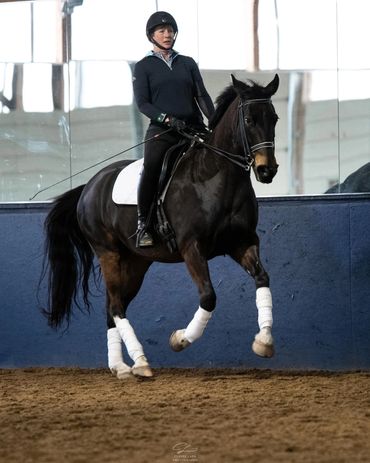 A rider in helmet and gloves rides a black horse indoors with white leg wraps.