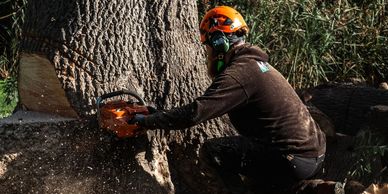 A worker cutting down a tree with a chainsaw wearing protective gear.
