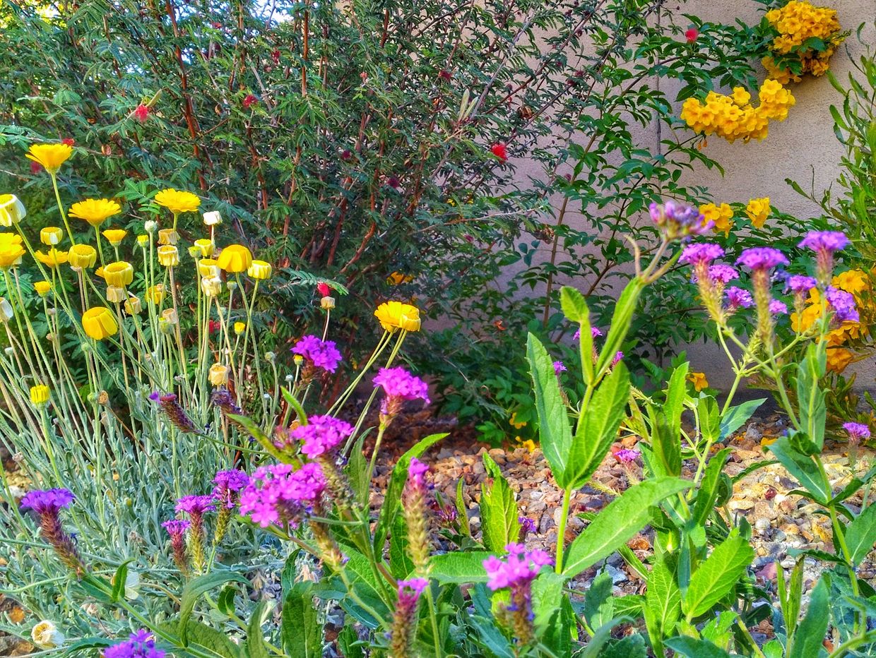 A colorful Las Vegas garden designed by Perennial Garden Consultants.