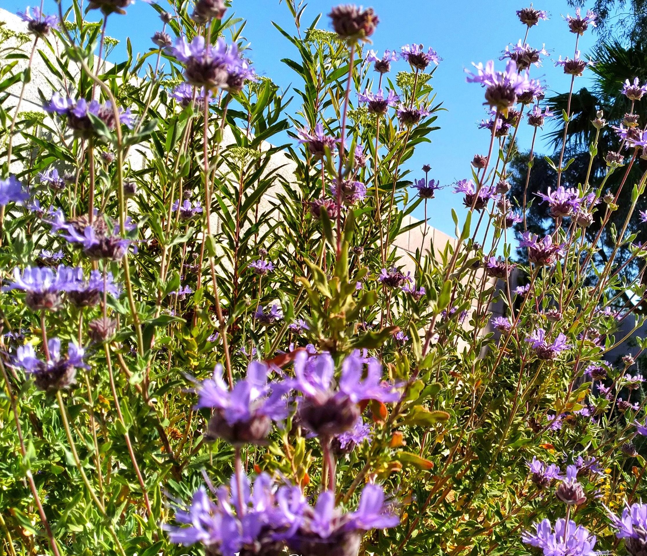 Horticultural consultation and garden design put the right plant in the right place.