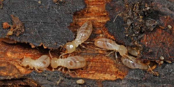 Close-up of termites on decayed wood.
