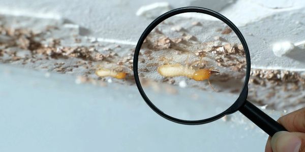 Magnified view of a termite on a damaged wall.