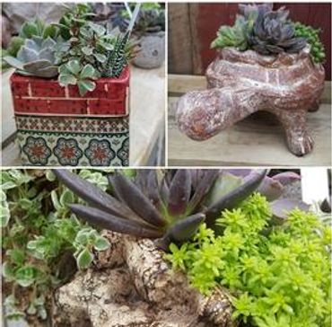succulent, succulent pots, combo succulents