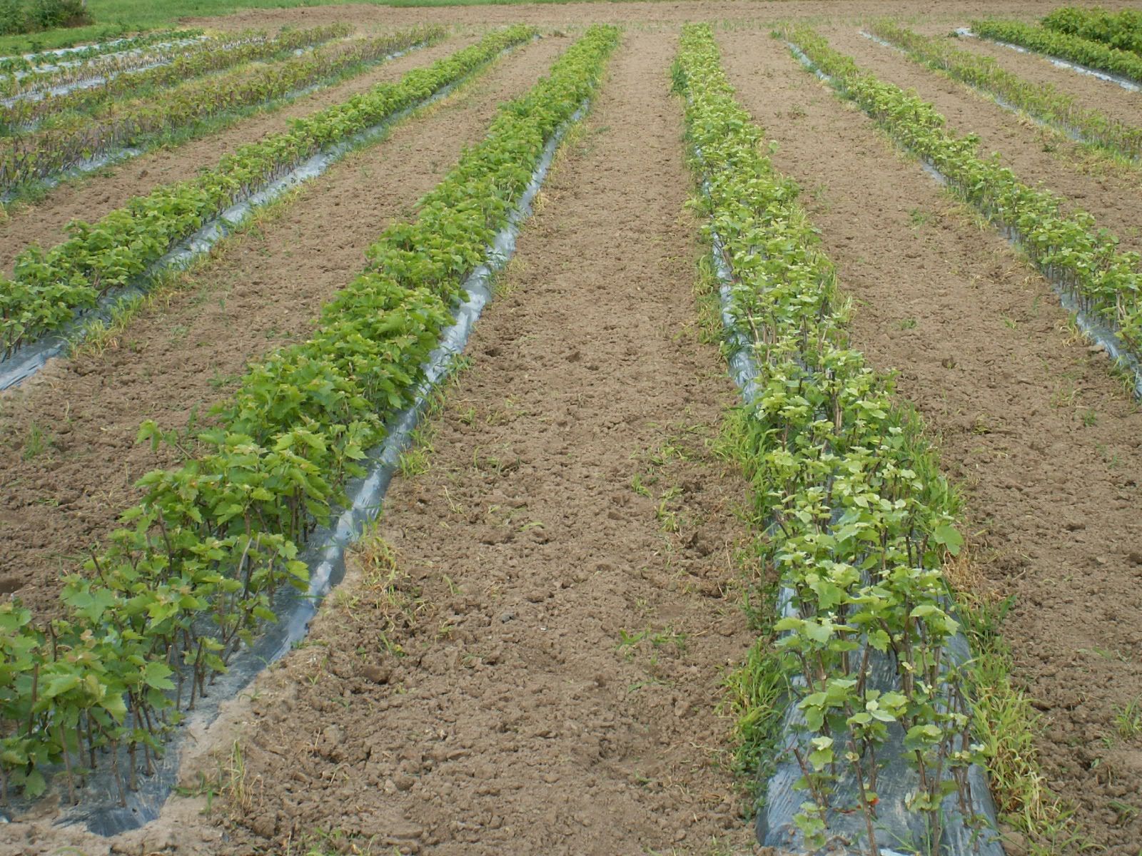Trellis Choice Silver Creek Vineyard Nursery