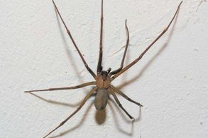 Male Brown Recluse 