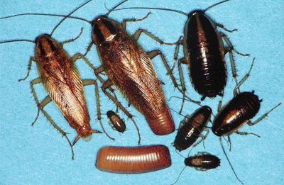 Various Life stages of the  German Cockroach.