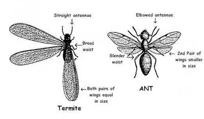 Note the differences of the Termite and Ant