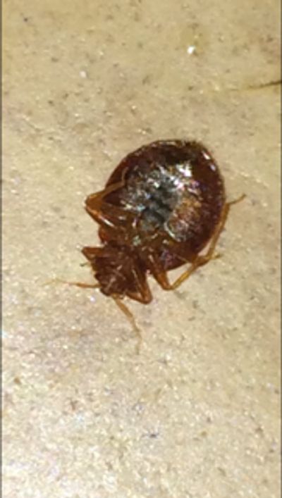 Adult bed bug after a meal