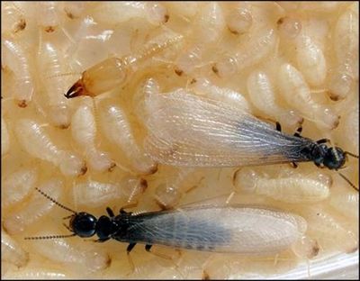 Worker termites  ( White ) , Soldier termites (with pinchers) and Swarmer termites with wings.