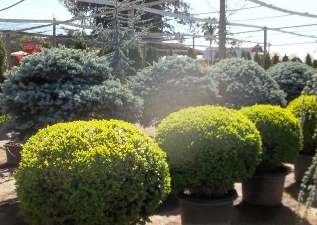 Dwarf Boxwood