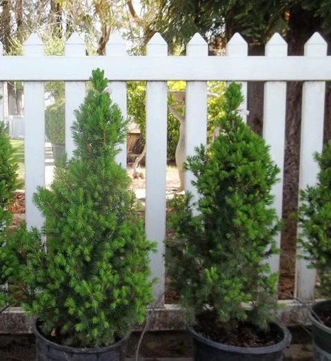 Dwarf Alberta Spruce