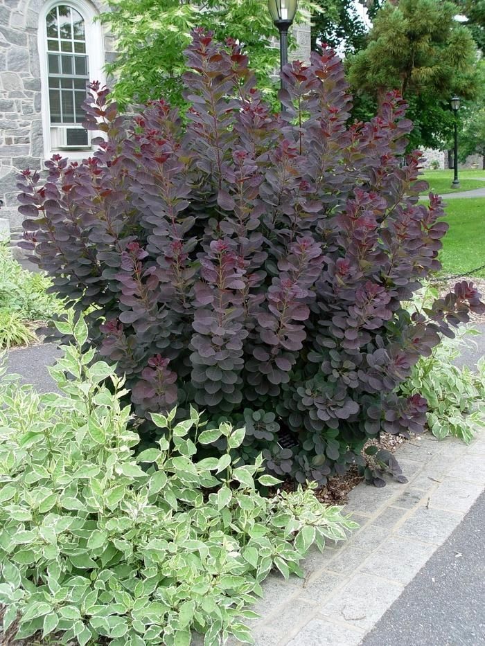 Purple Smoke