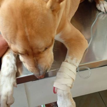 Dog with bandaged leg on metal table.