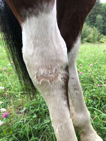 Looking a lot better post surgery, thanks to Equine Citadel and Dr. Kirsten Glass.