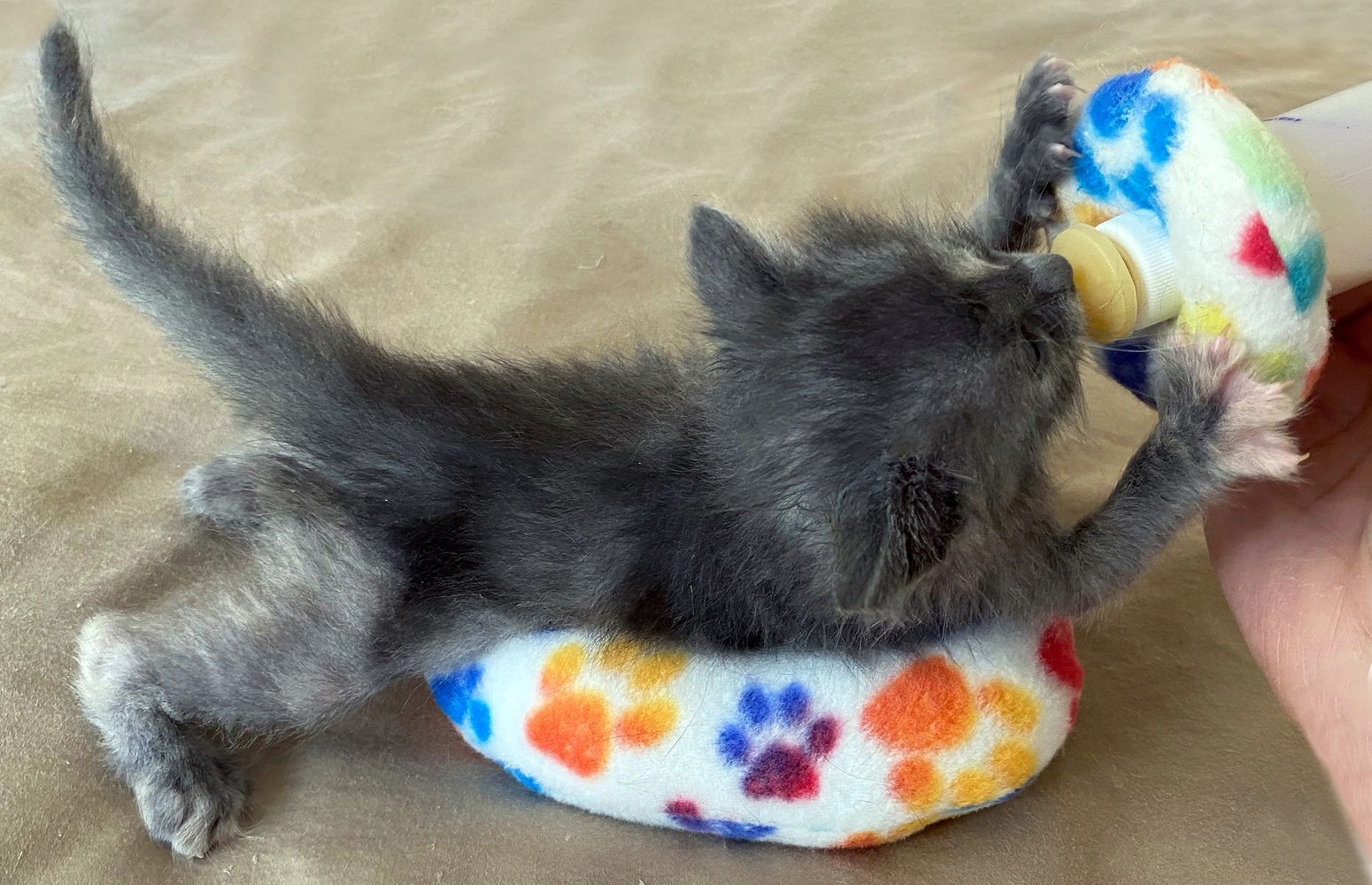 Meet Stripes!! This cutie was my inspiration for offering Calm the Claw products to neonate fosters.