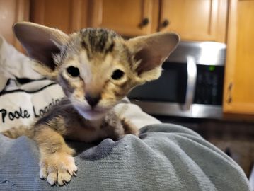 Gray tabby female.  Rehomed to Nancy in Florida.  Congratulations!
