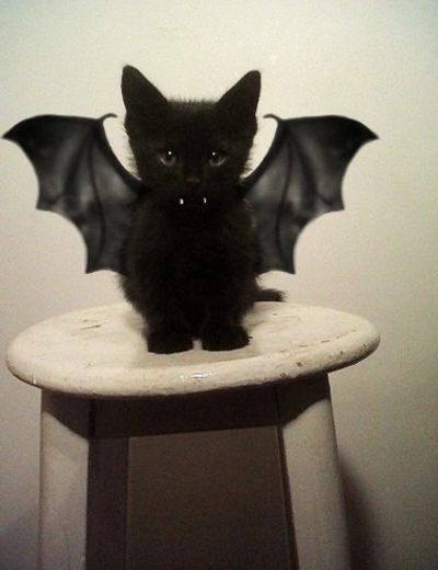 Bat cat!
Credit: https://imgur.com/gallery/o4nRRa9