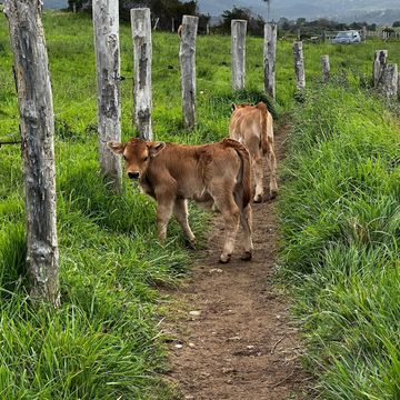 Baby cows on the trail of the Camino de Santiago. Spain. 