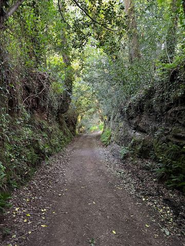 Forest walking. Camino de Santiago trail, in Northern Spain. 
