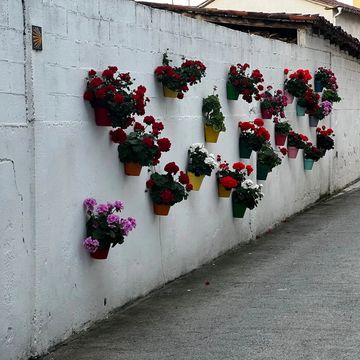 A beautiful wall of flower pots, on the trail of the Camino de Santiago. Spain.