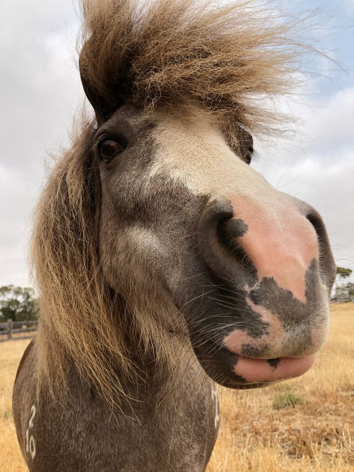 Therapy pony nose reaching out.