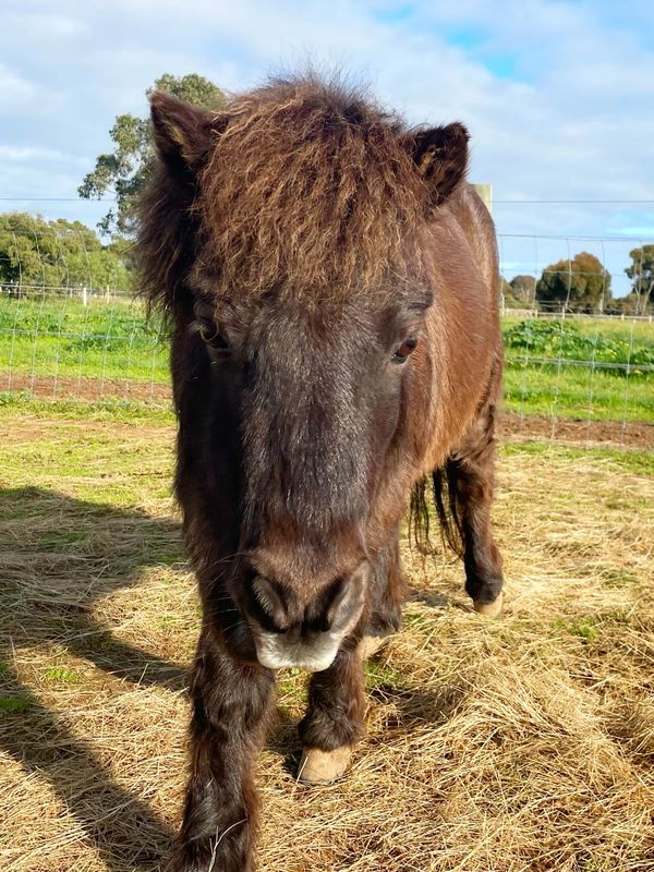 Equine Assisted Learning and Therapy pony in Little River, near Geelong and Melbourne, Victoria.
