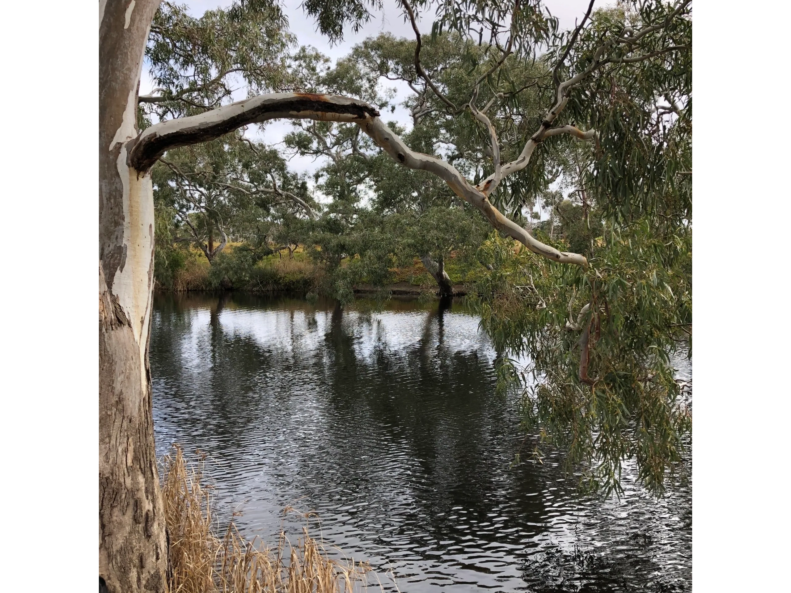 The beautiful river in Little River, near Melbourne and Geelong. Equine Assisted Activities.