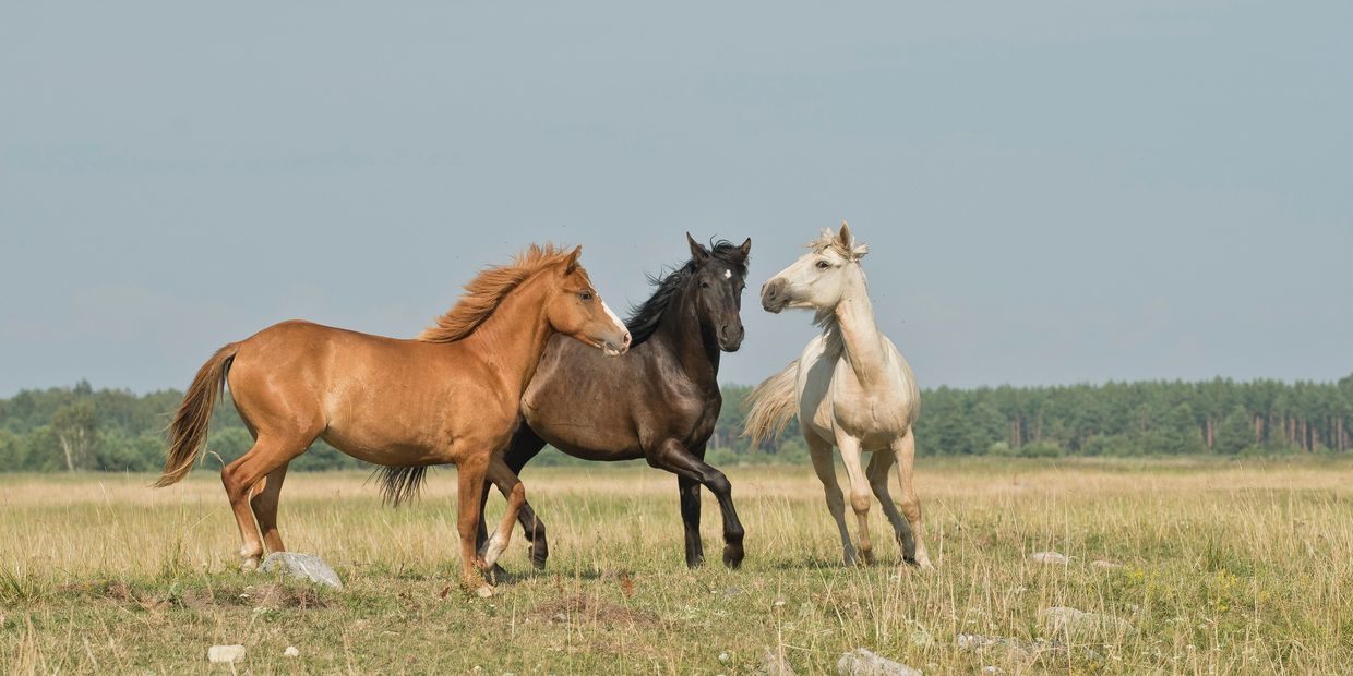 Therapy horses playing before professional development corporate session.