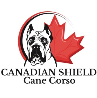 Canadian Shield Cane Corso