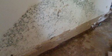 Mold assessments can help define and understand a mold problem and health hazard.  