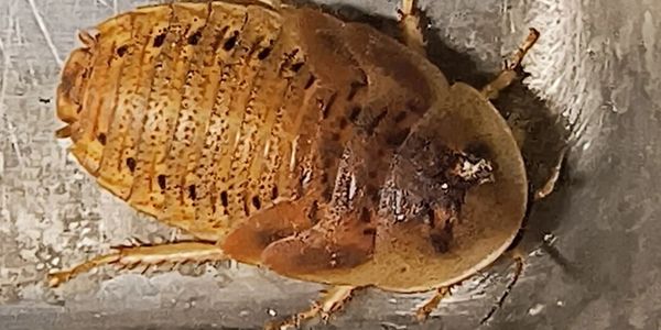 Medium Dubia Roach