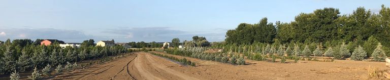 The Tree Farm