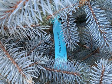 Baby Blue Spruce Bismarck