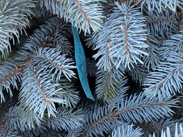 Fat Albert Blue Spruce Bismarck