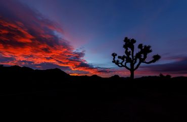Joshua Tree (Yucca brevifolia), sunrise, clouds, Mojave Desert, Joshua Tree National Park
