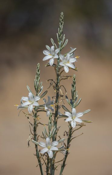 Desert Lily (Hesperocallis undulata), spring, Pinto Basin, perennial, Joshua Tree National Park
