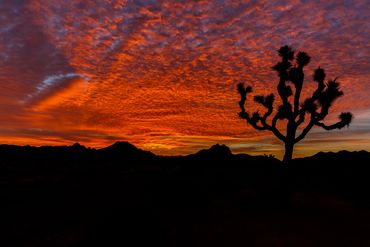 Joshua Tree (Yucca brevifolia), sunrise, orange clouds, silhouette, Joshua Tree national Park