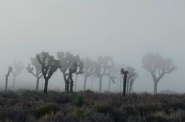 Joshua Tree (Yucca brevifolia), fog, early morning, Queen Valley, Joshua Tree National Park