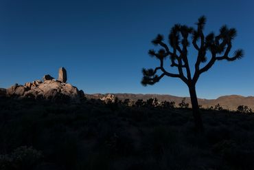 Joshua Tree (Yucca brevifolia), Headstone Rock, Lost Horse valley, Joshua Tree national Park