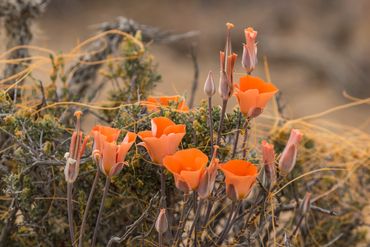Desert Mariposa Lily (Calochortus kennedyi), wildflower, Mojave Desert, Joshua Tree National Park