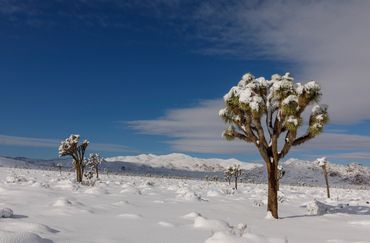 Joshua Tree (Yucca brevifolia), Quail Mountain, winter, snow, Joshua Tree National Park