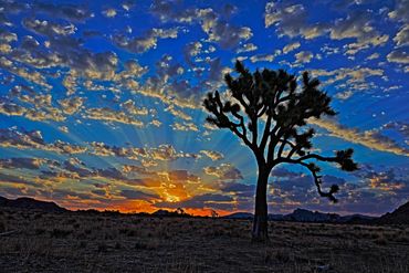 Joshua Tree (Yucca brevifolia), sunrise, clouds, blue sky, summer, Joshua Tree National Park