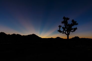 Joshua Tree (Yucca brevifolia), sunrise, silhouette Mojave Desert, Joshua Tree National Park 