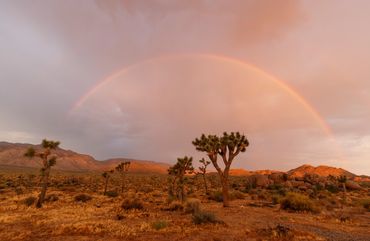 Joshua Tree (Yucca brevifolia), rainbow, clouds, early morning, Joshua Tree National Park