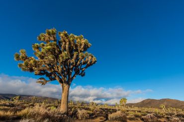 Joshua Tree (Yucca brevifolia), Mojave Desert, spring morning, Joshua Tree national Park