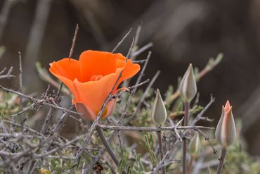 Desert Mariposa Lily (Calochortus Kennedyi), wildflower, Mojave Desert, Joshua Tree National Park