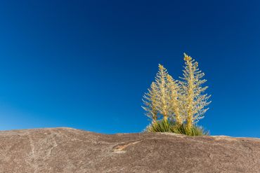 Parry's Nolina (Nolina parryi) blooming, flower, rocky, Mojave Desert, Joshua Tree National Park