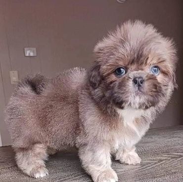 Lavendar shih tzu pup.