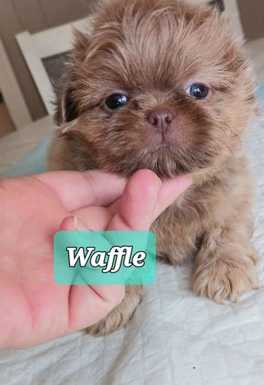 Lavendar/liver shih tzu pup