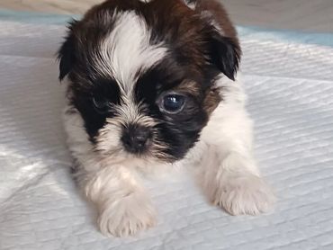 Red and white shih tzu pup